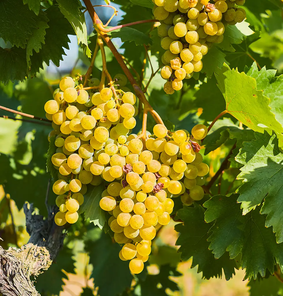 uvas